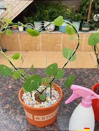 室内爱心形铁艺花架山乌龟绿萝爬藤架子绿植攀爬园艺圆形造型支架#花架 #厂家直发品质保证