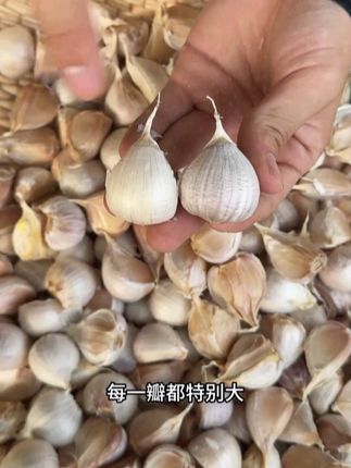新晒干的大蒜瓣,瓣大饱满剥起来简单用蒜方便 #优质农产品