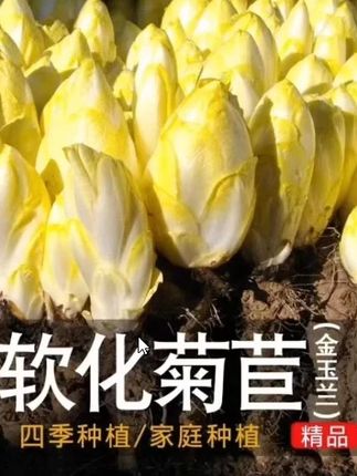 #金玉兰菜  生吃凉拌热炒都美味#阳台小院均可种植 #在家种菜 #口感特别好 #蔬菜种植