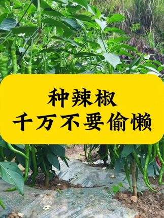 种辣椒千万不要偷懒#种植小技巧 #辣椒种植 #种菜小技巧 #辣椒种植技术