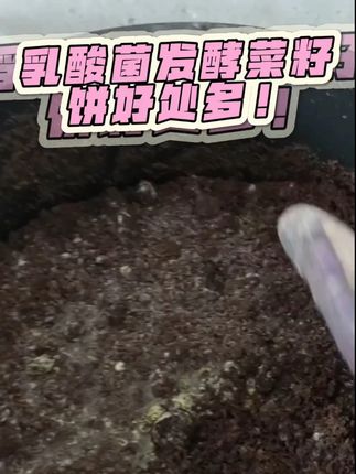 乳酸菌发酵菜籽饼好处多-#乳酸菌 #水产养殖 #小龙虾养殖