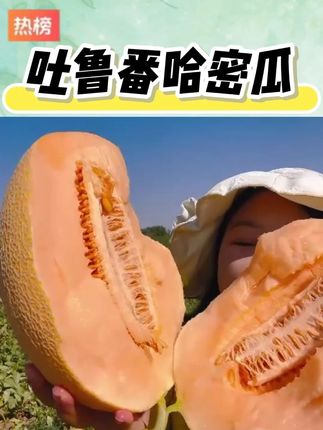 【新疆空运直发】吐鲁番哈密瓜金色年华现摘现发应季新鲜脆甜水果 #应季水果 #脆甜多汁 #优质水果 #新疆哈密瓜 #现摘现发新鲜到家 @DOU+小助手