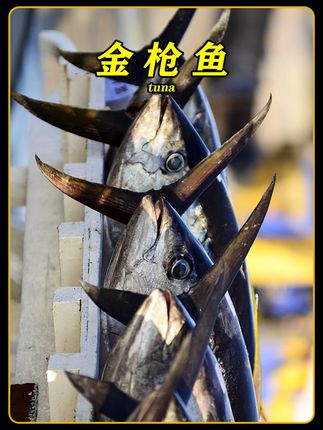 你吃过这种被称为海中劳斯莱斯的金枪鱼吗?#金枪鱼 #海鲜 #科普