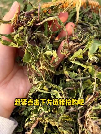 今天带走三包,夏日三宝 夏天中老年长喝的夏日三宝,车前草、蒲公英、夏枯草#车前草 #蒲公英 #夏枯草