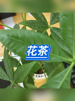 冻干玫瑰 #冻干玫瑰  #花茶  #泡水花茶  #玫瑰花茶  #玫瑰
