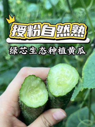 全过程保证黄瓜品质和口感 #新鲜采摘 #三农 #优质农产品 #黄瓜 #生吃黄瓜