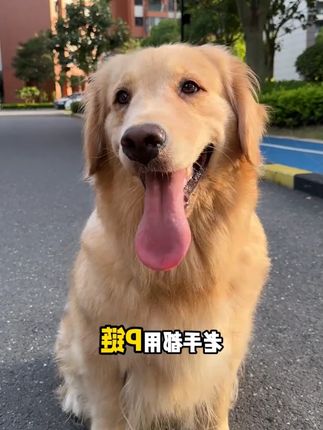 家里大狗爆冲拉不住的 一定要用这个P链 狗狗立马老实 #日常遛狗 #新手养狗 #狗狗爆冲 #金毛 #大型犬遛狗牵引绳