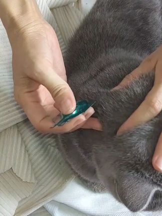 体内外驱虫药猫狗通用宠物专用去跳蚤蜱虫虱子蛔虫绦虫犬猫打虫药#猫狗驱虫 #体内外驱虫 #宠物打虫药 #通用驱虫药 #宠物健康