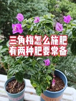 三角梅怎么施肥,有两种肥要常备,你知道吗?#三角梅养护 #养花小妙招 #养花技巧