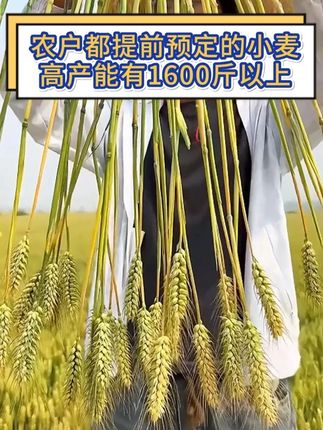农户都提前预定的小麦,高产能有1600斤以上 #高产小麦种子推荐 #鑫麦296
