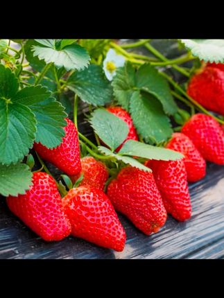 【奶油草莓种子】家庭阳台盆栽四季草莓籽 #草莓🍓 #新鲜采摘 #甜甜的味道 #新鲜应季水果