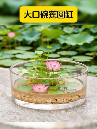 #大口圆缸碗莲容器缸 荷花盆水培 #一叶莲花盆 #睡莲缸 #防摔 #上热门 @DOU+上热门 大口圆缸碗莲容器缸荷花盆铜钱草水培一叶莲花盆睡莲缸