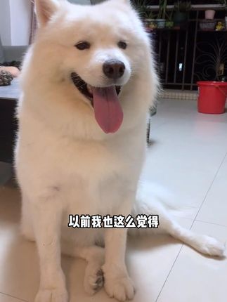 想要狗狗更健康的陪伴我们更长久,软骨素必不可少#新手养狗 #萌宠好物 #科学养宠攻略 #狗狗 #鲨鱼软骨素