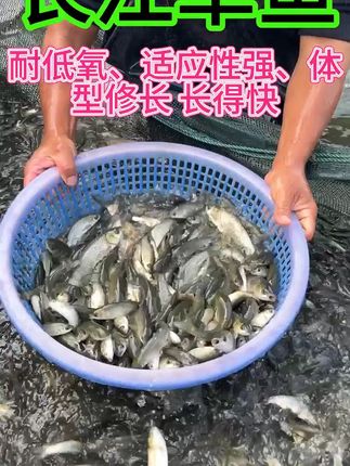 长江草鱼病家少,成活高,长势快,养殖成本低,吃草长肉 #水产养殖 #高密度养殖 #养鱼人 #生态鱼 #草鱼