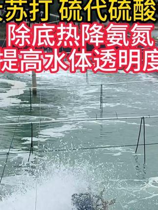 大苏打解毒净水络合重金属#水产养殖 #大苏打 #鱼塘 #南美白对虾养殖