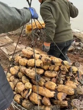 【华贵】正宗洪湖煲汤粉藕丰收季青泥巴面藕现挖现发3斤/5斤 今年正宗洪湖粉藕上市啦,粉糯清甜,汤鲜妹味美,太好吃了#快来一起尝个鲜 洪湖莲藕 #美食 #好吃不贵经济实惠