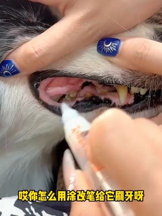【开颜】宠物洁牙笔牙齿清洁清新口气牙膏刷一体式方便刷牙猫犬通用#宠物洁牙 #开颜洁牙笔 #猫狗通用 #牙齿清洁 #宠物用品