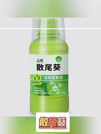 散尾葵只浇自来水,不出俩月就枯萎#散尾葵 #散尾葵叶子发黄干枯怎么办