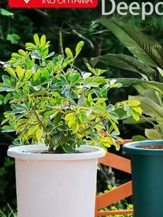 花盆塑料大号 爱丽思deepot10号花盆塑料大号绣球百合玫瑰月季加仑盆 #园艺花盆 #种花必备 #阳台种植 #月季花盆 #绿植养护 @DOU+小助手 @DOU+好生意