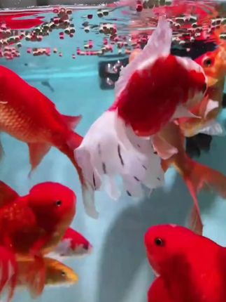 三合一鱼粮富含虾青素赖氨酸增肥补色 #鱼粮#育成鱼粮#锦鲤鱼粮#三合一鱼粮 #胚芽鱼粮