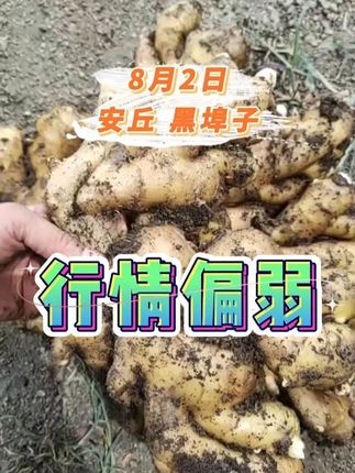 8月2日安丘生姜价格行情:弱势运行 安丘大姜市场动态#中姜网 #安丘生姜 #安丘泥姜 #泥姜价格 #大姜