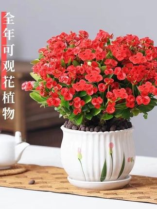 虎刺梅铁海棠花盆栽四季开花大花叶花卉植物室内花办公室阳台好养#虎刺梅铁海棠 #虎刺梅盆栽 #桌面绿植 #室内盆栽 #花卉绿植