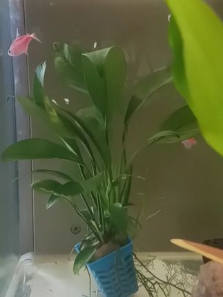 #因为一个片段看了整部剧#抖音短剧#追剧不能停#剧情