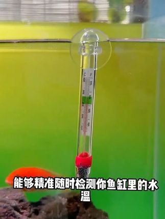 妈耶!这鱼缸温度计也太便宜了把#养鱼日记#鱼缸温度计 #新手 夏天要注意鱼缸水温,两块多的温度计贴在鱼缸上就能监测!漂浮设计不担心摔坏,赶紧给每个鱼缸都贴一个#鱼缸温度计 #新手养鱼 #养鱼日记