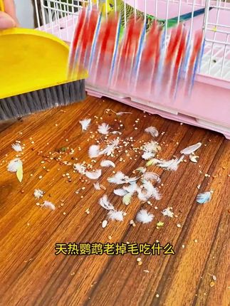 日常给我家鹦鹉吃点麦草籽,鹦鹉白白胖胖不掉毛#鹦鹉鸟粮