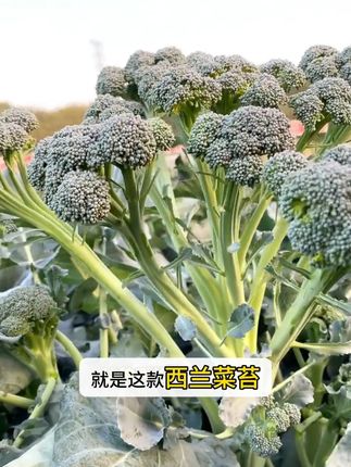 20块钱一斤的青菜你吃过吗,就是这款西兰菜苔,它长的有点像西蓝花,但比西蓝花更有营养,口感脆嫩爽口,关键它冬天不怕冻、很好种植,撒上种子就能种,新手都能轻松种好,而且它还是多茬采收,掐了主苔生侧台,越掐越茂盛,种一次就能吃到明年春天,妥妥的懒人蔬菜。#蔬菜种植 #种子 #三农 #助农 #西蓝花