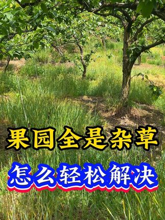 果园全是杂草怎么轻松解决#除草剂 #精草铵膦铵盐 #三农 #果园除草 #农业种植