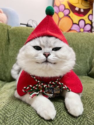 家里猫砂不好用的都来试试老芬儿同款猫砂!嘎嘎好用!!#芬儿头是猫不是猪 #邪恶银渐层 #肉垫猫砂