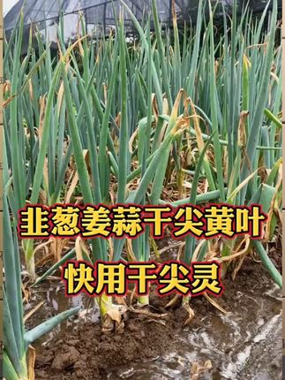 乐众青山【韭葱姜蒜干尖灵】黄叶烂根干尖水溶肥
