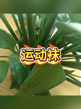 春夏男中筒毛巾底运动篮球袜? #运动装备 #篮球必备 #男士穿搭 #健身袜 #减震神器