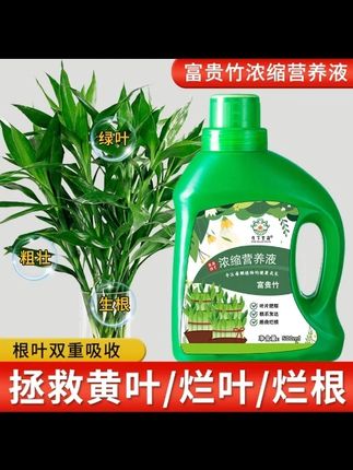 富贵竹黄叶、枯叶别慌,不是你养护不行,是自来水缺养分~每次换水时,往水里加几滴 #富贵竹专用营养液 ,给它补补能量,轻松养出精神头儿! #富贵竹养护 #养护小知识 #爱生活爱养花 #绿色植物