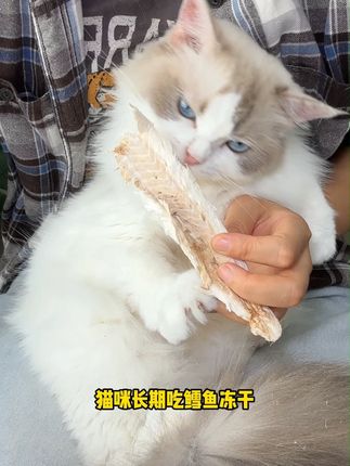 给猫咪长期吃鳕鱼冻干你就会发现?它的毛发越来越光亮顺滑、脸蛋也越来越肥美可爱,酥酥脆脆的还能磨磨它的小黄牙,铲屎官赶紧囤#地狱厨房 #萌宠好物