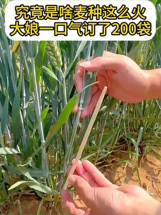 究竟是啥麦种这么火,大娘一口气订了200袋 #高产小麦种子推荐 #济麦22