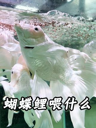 专为蝴蝶鲤打造的专用饲料,让蝴蝶鲤长得快的同时不串色,尾鳍宽大飘逸#蝴蝶鲤 #鱼粮 #喂鱼 #水族