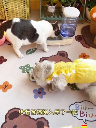 这款垫子挺实用的,防水隔湿,也好清理,不仅爱宠可以用,孩子在上面玩也挺不错#地毯地垫  #宠物用品推荐  #记录猫咪日常