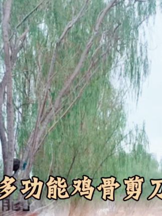 超强力大头鸡骨剪,加厚多功能,家用剪鸡鸭鱼鹅必备! #强力鸡骨剪 #剪鸡鸭鱼鹅 #加厚剪刀 #家用剪刀 #家用好剪刀