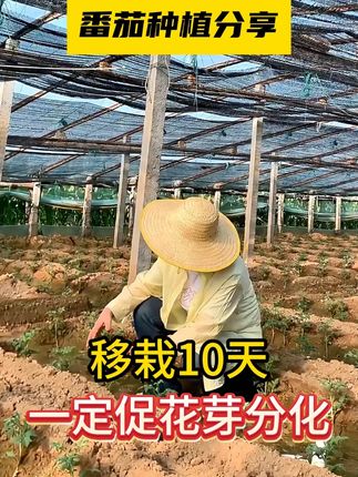 移栽10天,一定促花芽分化 #种植小技巧 #农业种植 #西红柿种植 #番茄种植 #促花芽分化