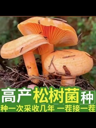 松树菌 松树菌