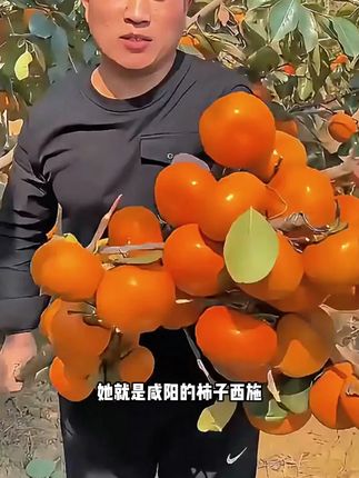 都是冰糖心,纯甜无酸巨好吃,而且果园直发巨实惠! #阳丰脆柿 #甜柿子  #应季水果  #巨划算