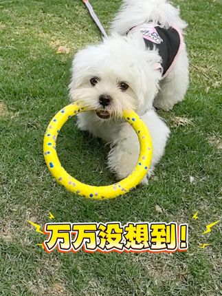 万万没想到一个拉环玩具硬控我家狗子! #狗狗日常#宠物玩具#养狗经验分享#养狗的乐趣#马尔济斯