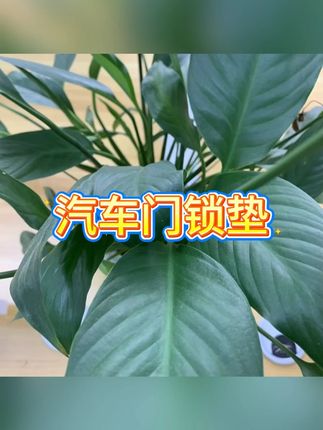 锁扣套 #汽车 #配件 #保护 #缓冲 #锁扣套