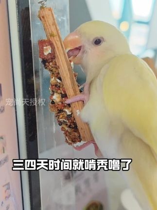 鸟类猫条…… #鹦鹉 #鹦鹉零食棒