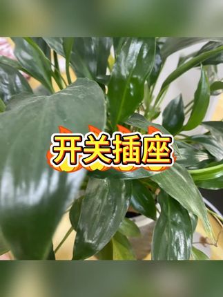 公牛开关板 #开关插座 #家用电工 #装修干货 #智能家居 #厨房电器