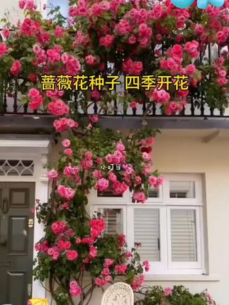 蔷薇花种子爬藤月季玫瑰四季开花爬墙攀援庭院室内花卉盆栽植物籽#蔷薇花 #蔷薇花种子 #盆栽植物 #盆栽植物室内 #室内花卉