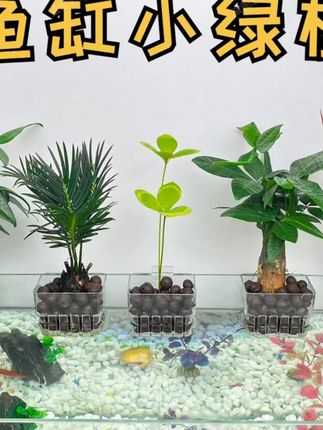 带鱼缸壁挂水培植物篮植物发财树辫子室内发财树小盆栽桌面#水培植物 #水培植物推荐 #水培植物养鱼 #鱼缸植物篮 #发财树