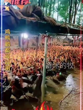 #农村养鸡人#科学养鸡#好物推荐🔥